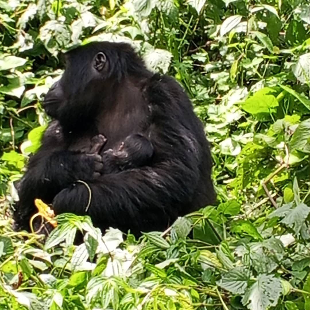New Life in Bwindi 🌿🦍