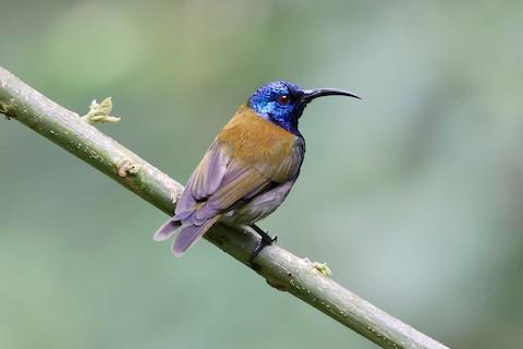 Beauty in the Jungle