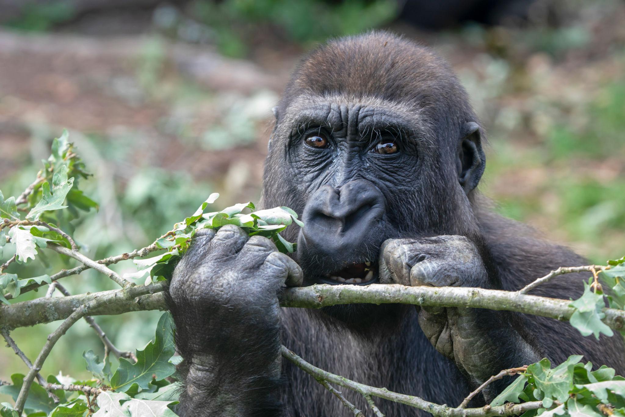 A Day in the Life of a Gorilla