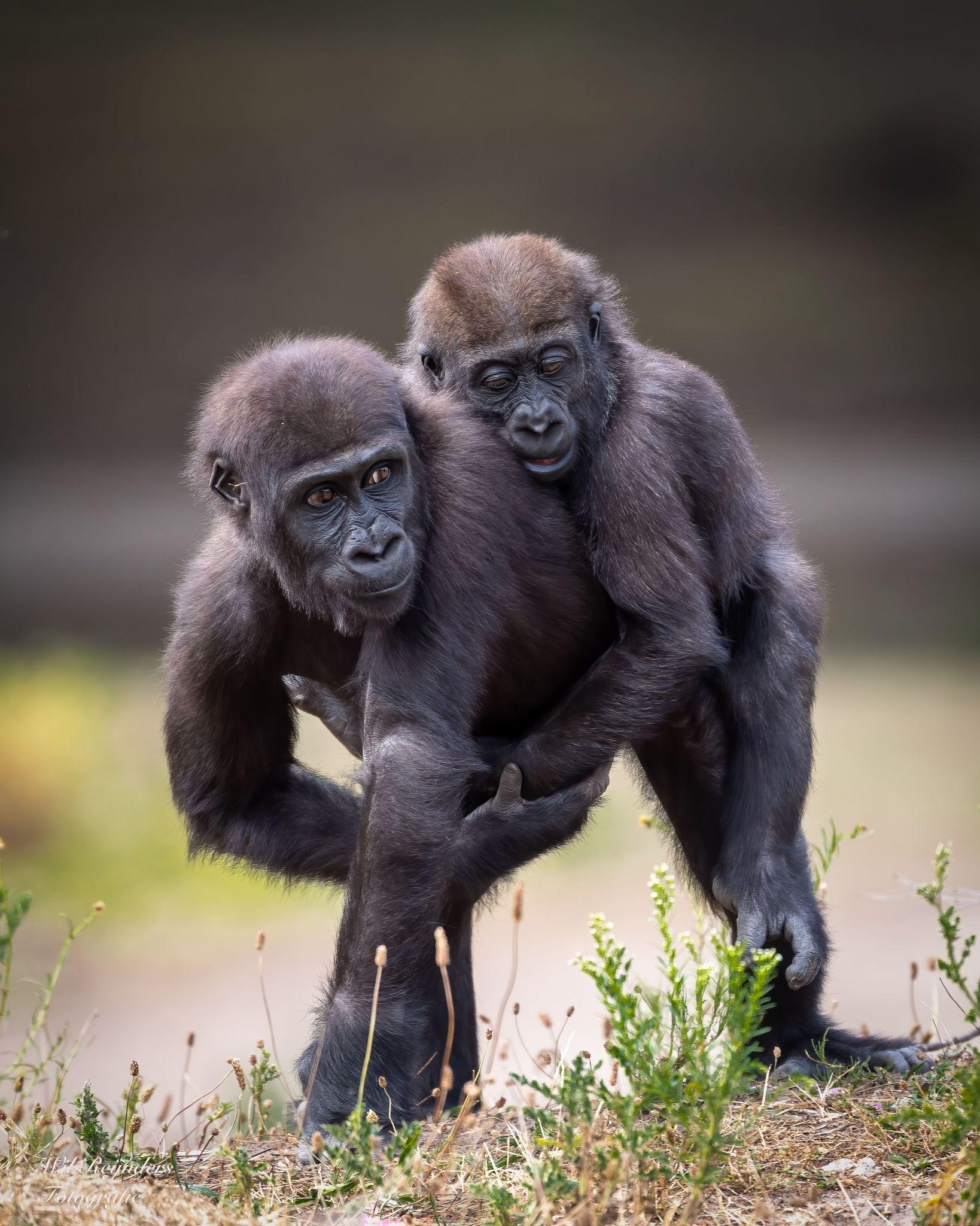 Gentle Giants, Strong Bonds