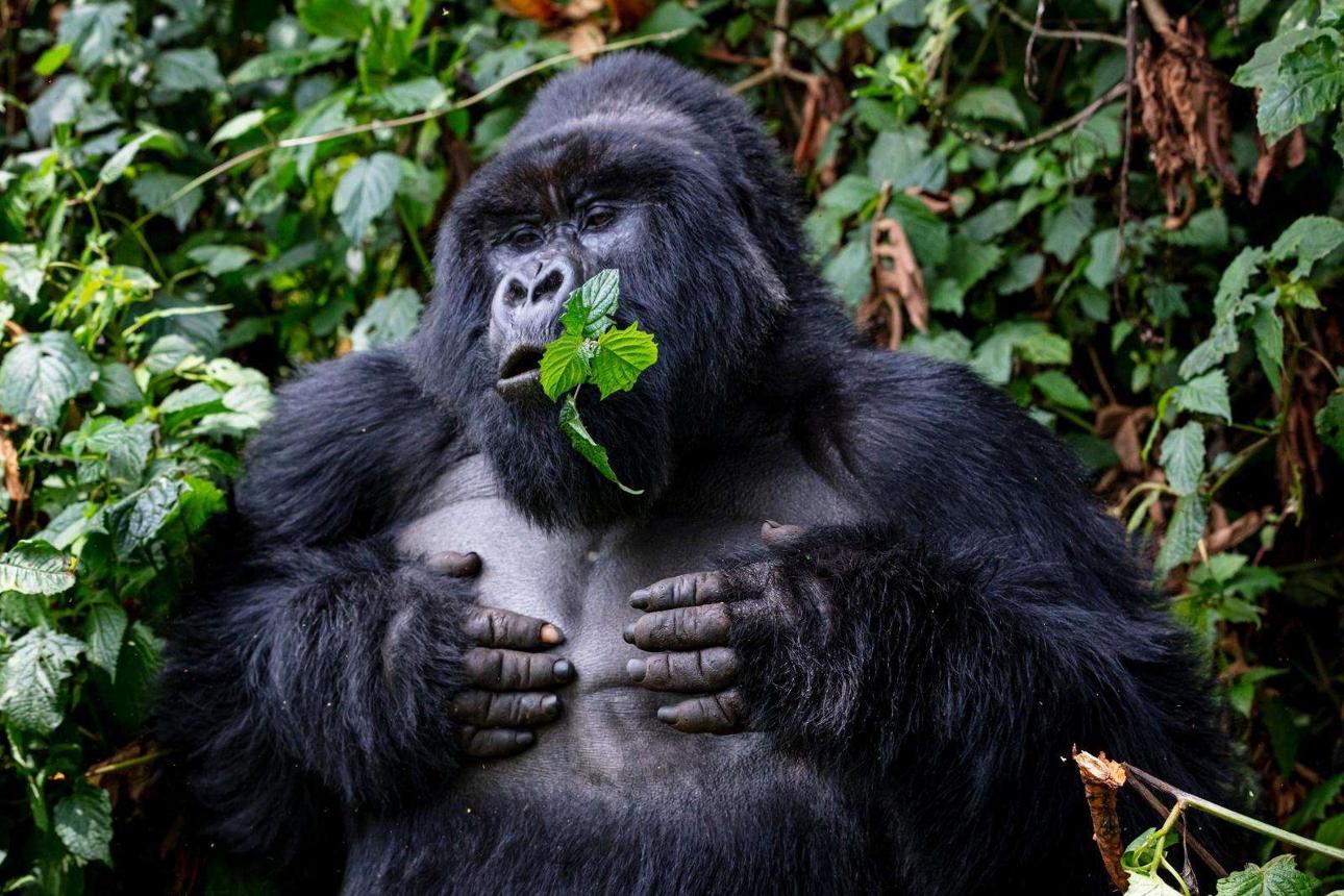 Music in The Jungle