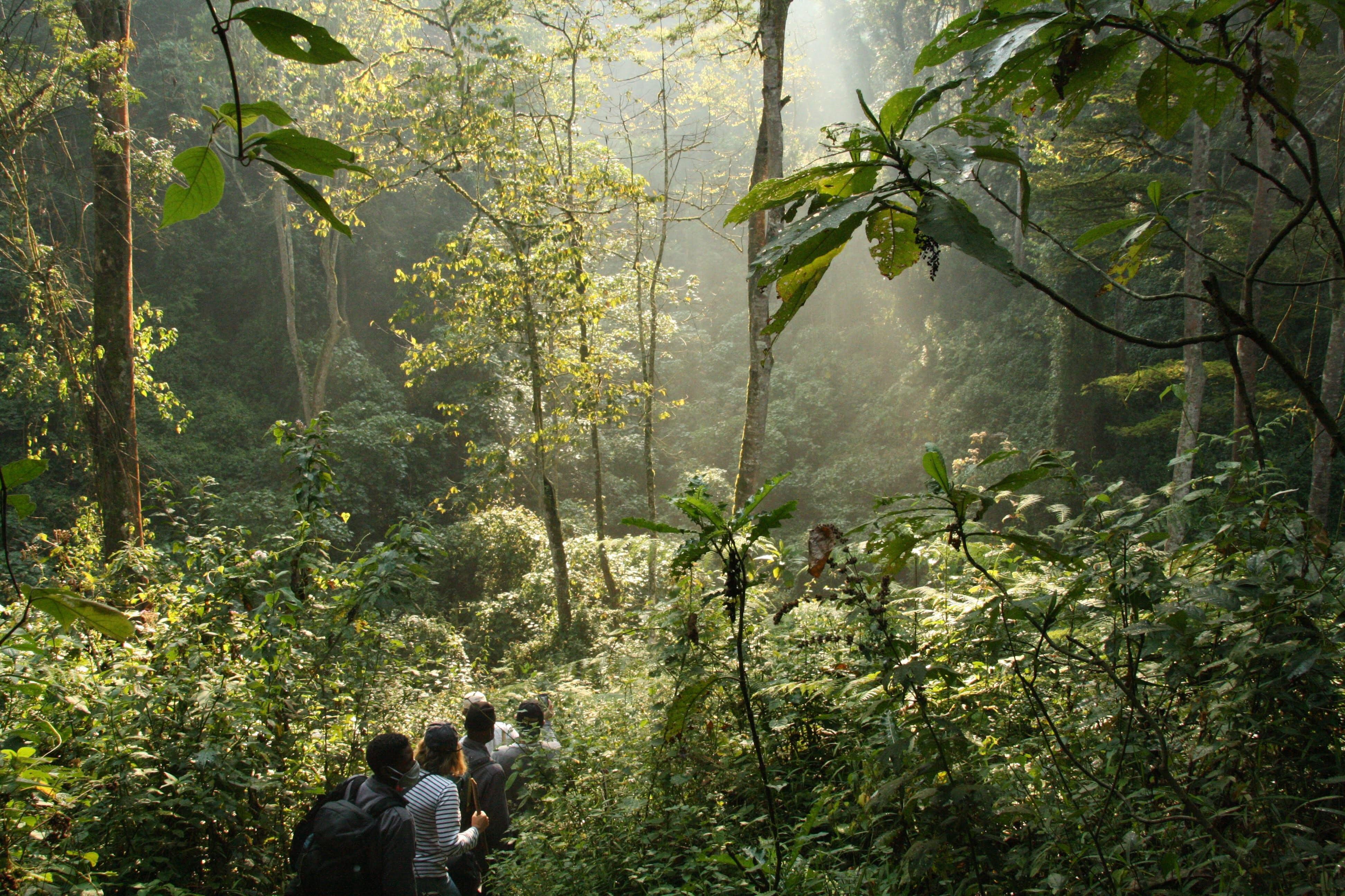 Begin Your Bwindi Adventure