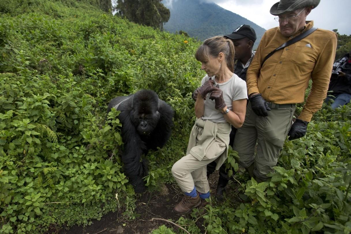 gorilla treking in bwindi