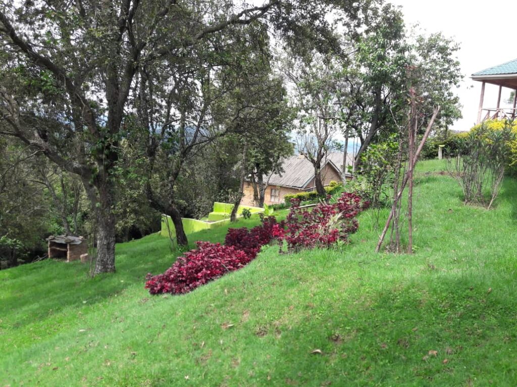 Serene environment at Ruhija Gorilla Lodge