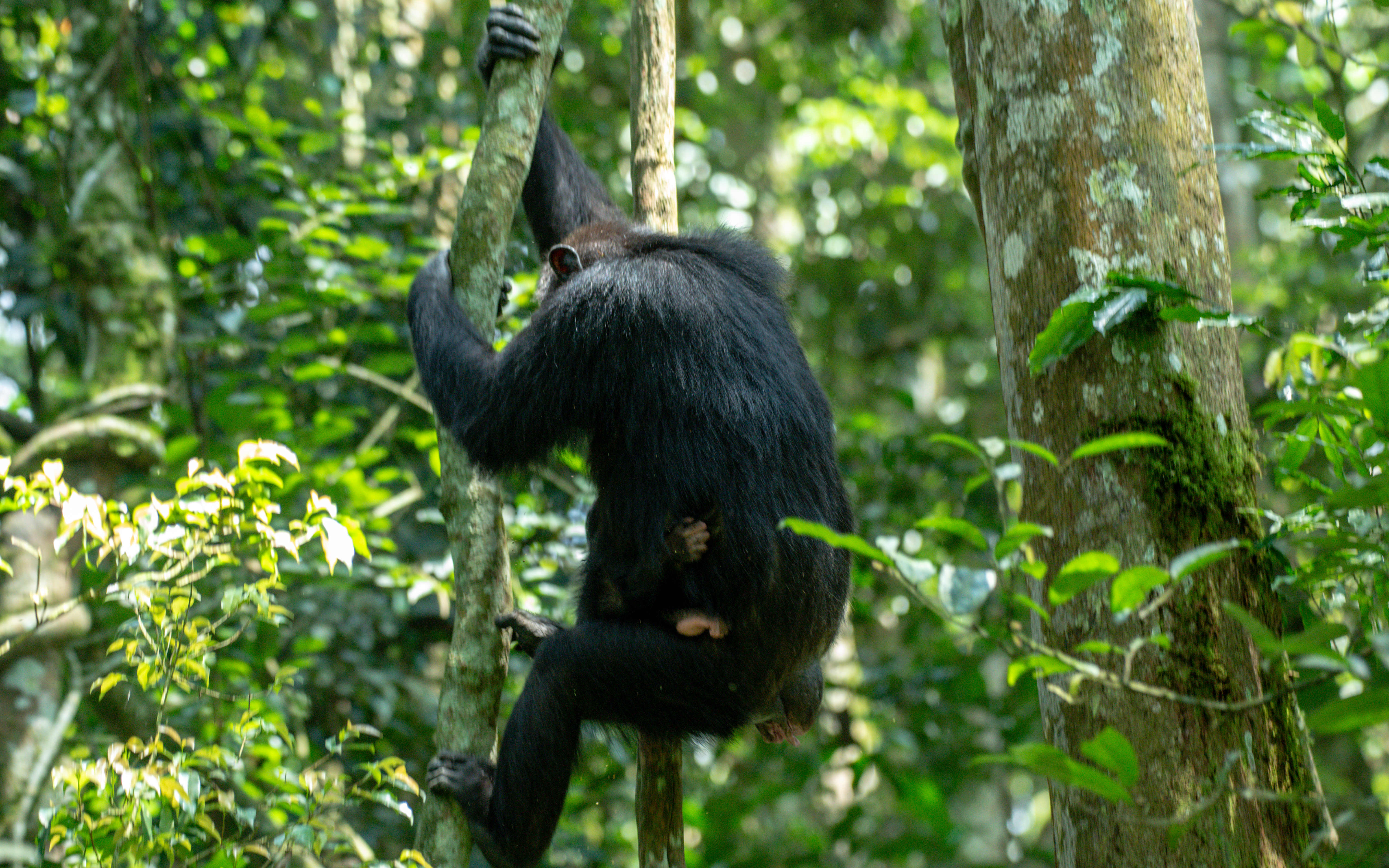 Lush green forest of Bwindi