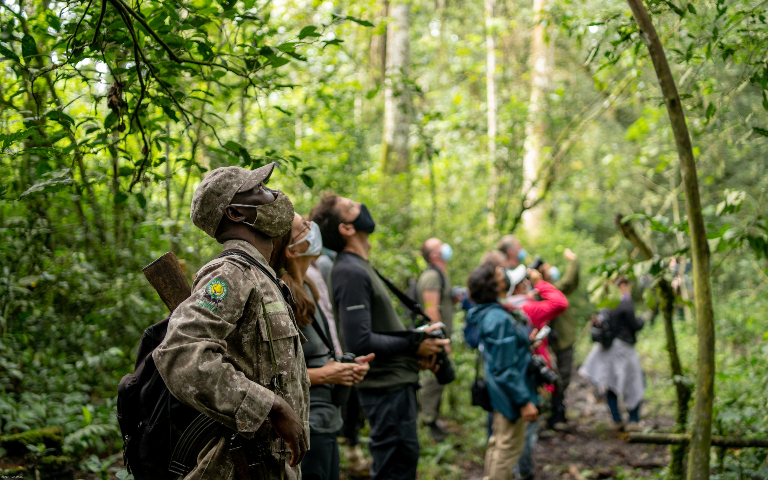Mountain gorilla in Bwindi Impenetrable Forest, Uganda